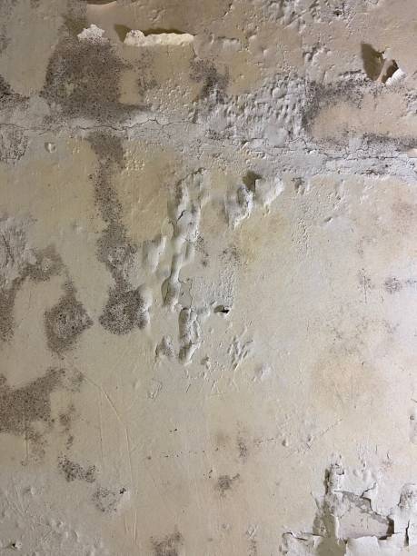 Best Bathroom Mold Remediation in Sultana, CA
