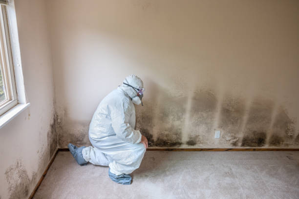 Best DIY Mold Remediation Support Services in Sultana, CA